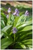 Scille lis-jacinthe