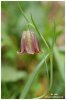 Fritillaire des Pyr�n�es