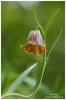 Fritillaire des Pyr�n�es