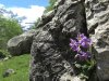 Ramonde des Pyr�n�es