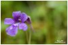 Fleur de la grassette vulgaire