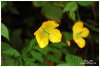 M�conopsis du Pays de Galles