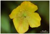M�conopsis du Pays de Galles