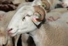 Mouton dans la vall�e de H�as