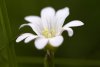 Fleur blanche � Agnou�de