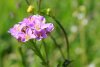 Fleur rose dans les Pyr�n�es
