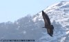 Vautour en vol