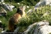 Marmotte