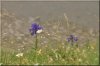 Composition florale