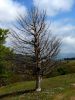 Silhouette d'un arbre mort