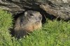 La marmotte est un animal curieux