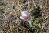 An�mone pulsatille