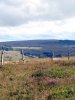 Randonn�e sur Aubrac