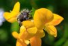 Macro insecte