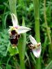 Ophrys becasse Orchidac�e terrestre europ�enne