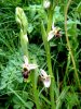 Ophrys becasse Orchidac�e terrestre europ�enne lors d'une randonn�e � Estaing en Aveyron
