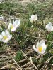 Crocus: Fleurs d'Aubrac en Loz�re Col de Bonnecombe et Lac de Born