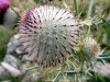 Chardon sur l'Aubrac en Loz�re