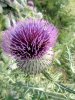 Chardon en fleur sur l'Aubrac en Loz�re