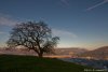 Ch�ne de Venon