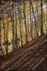Lever de soleil dans la for�t