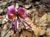 Fleur des sous bois, randonn�e � Ampiac