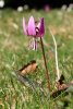 Dent-de-chien (Erythronium dens-canis)