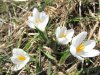 Rando Aubrac: crocus, pr�s du Col de Bonnecombe, en Loz�re
