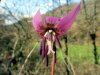 Dent de chien, fleur pr�s de Rodez 