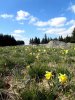 Jonquilles sur l'Aubrac, randonn�e en Loz�re