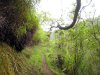 Randonn�e au Mont Aorai � Tahiti