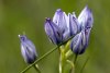 Fleur de montagne dans les Pyr�n�es