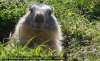 Marmotte