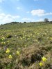 Champs de jonquilles sur l'Aubrac
