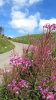Epilobe en �pi sur Aubrac, pr�s de la cascade du D�roc