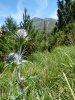 chardon bleue des pyr�n�es