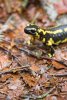 Salamandre dans les sous-bois