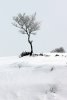 Arbre solitaire sur le plateau de l'Aubrac