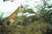 Girafe