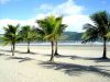 Plage et arbres