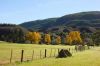Arbres en automne