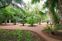 Balade dans le Jardin Majorelle à Marrakech