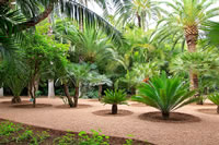 Balade dans le Jardin Majorelle à Marrakech