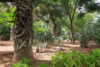 Balade dans le Jardin Majorelle à Marrakech