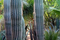 Balade dans le Jardin Majorelle à Marrakech