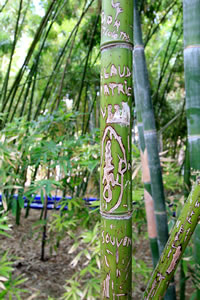 Balade dans le Jardin Majorelle à Marrakech