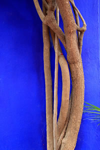Balade dans le Jardin Majorelle à Marrakech
