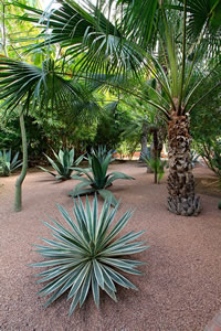 Balade dans le Jardin Majorelle à Marrakech