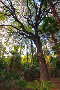 Balade dans le Jardin Majorelle à Marrakech