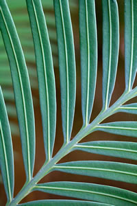 Balade dans le Jardin Majorelle à Marrakech